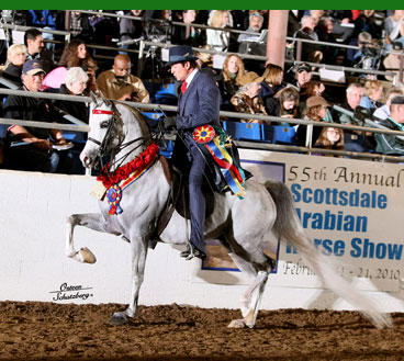 arabian horse head silhouette. 2004 Grey Stallion SOLD